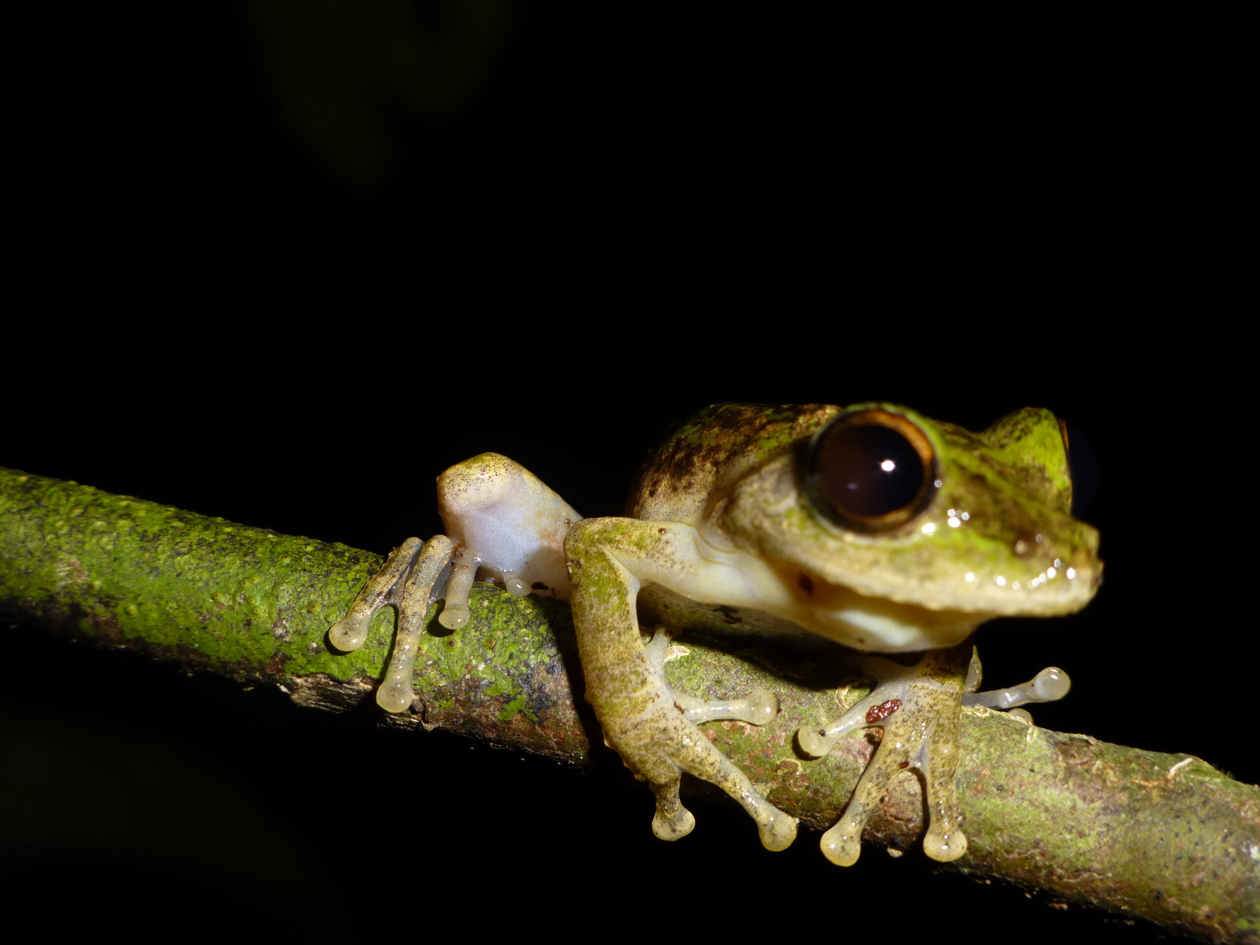 Grenouille lors d'un safari de nuit à Bornéo dans mon article Orangs-outans de Bornéo en Malaisie : Ma rencontre avec ces "hommes de la forêt" #orangoutan #singe #primate #borneo #malaisie #asiedusudest #safari