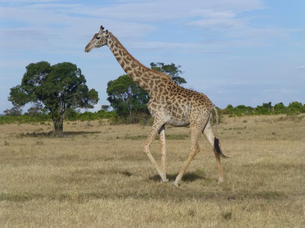 1270_on-v-Incontournables_du_Kenya_-_MINI-GROUPE_-_DEPARTS_GARANTIS_CHAQUE_LUNDI__Agence_Esprit_d_Aventure