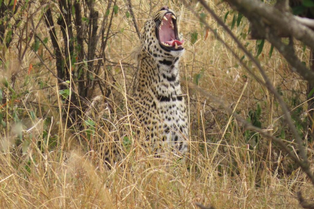 1274_on-v-Incontournables_du_Kenya_-_MINI-GROUPE_-_DEPARTS_GARANTIS_CHAQUE_LUNDI__Agence_Esprit_d_Aventure
