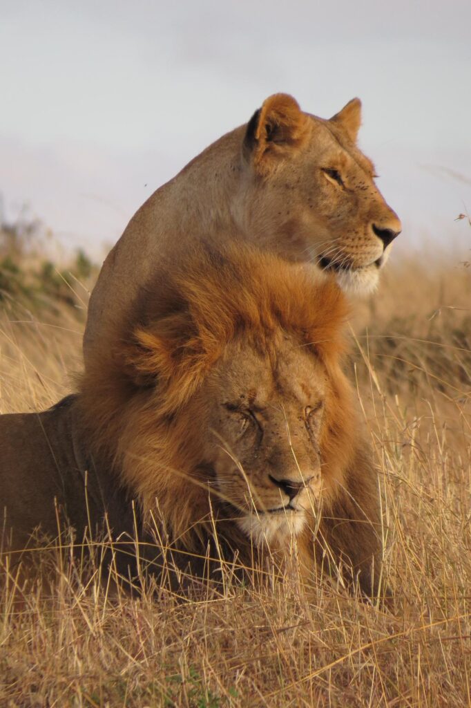 1275_on-v-Incontournables_du_Kenya_-_MINI-GROUPE_-_DEPARTS_GARANTIS_CHAQUE_LUNDI__Agence_Esprit_d_Aventure (1)