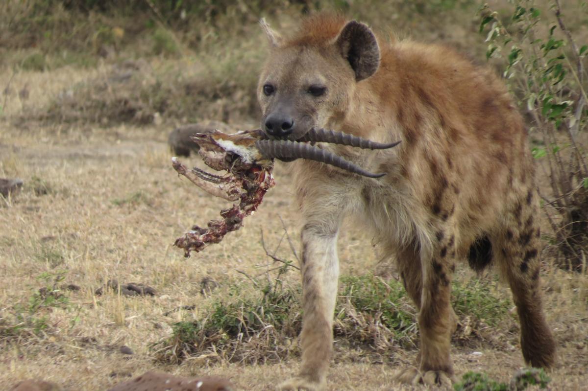 1276_on-v-Incontournables_du_Kenya_-_MINI-GROUPE_-_DEPARTS_GARANTIS_CHAQUE_LUNDI__Agence_Esprit_d_Aventure