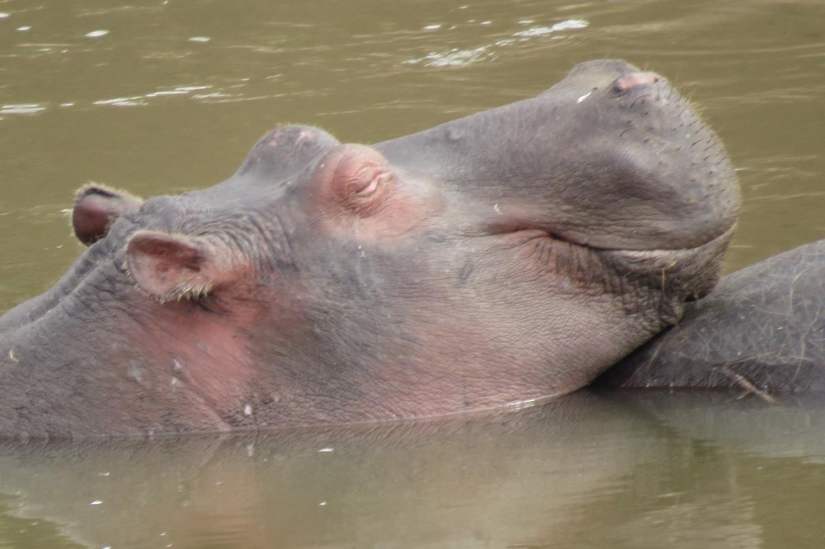 Hippopotame de la Réserve de conservation du Ngorongoro en Tanzanie dans mon article 5 parcs de Tanzanie et réserves où faire un safari animalier #parc #reserve #tanzanie #afrique #safari #animal
