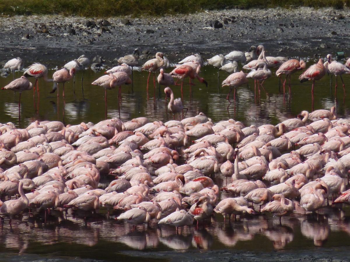 Flamants roses du parc national du Lac Manyara en Tanzanie dans mon article 5 parcs de Tanzanie et réserves où faire un safari animalier #parc #reserve #tanzanie #afrique #safari #animal