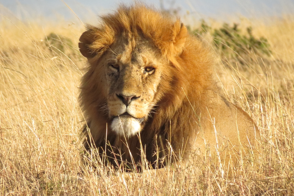 290-v-incontournables-du-kenya-mini-groupe-departs-garantis-chaque-lundi