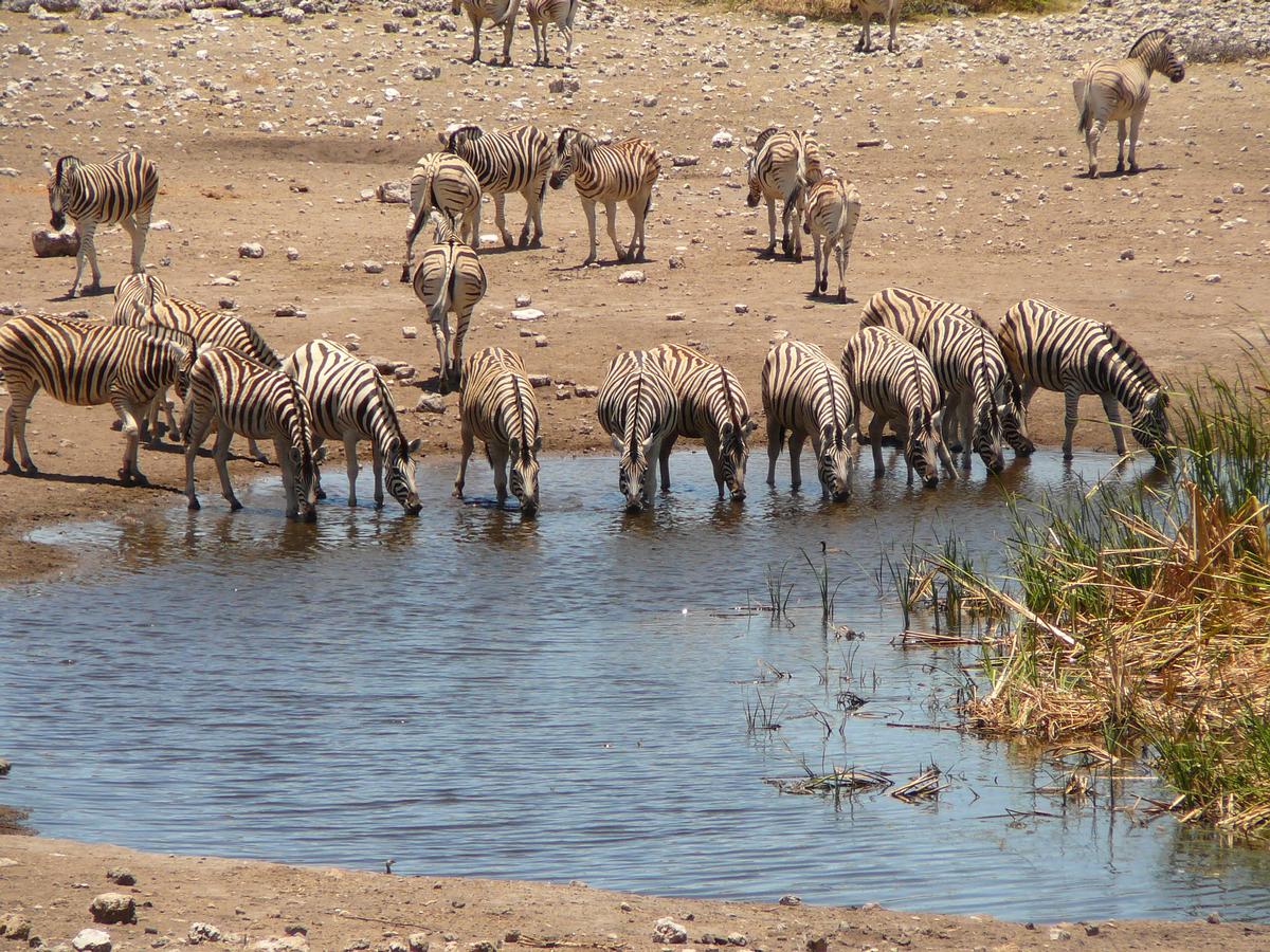 Zèbres au Parc national d'Etosha en Namibie dans mon article Visiter la Namibie : itinéraire de voyage pour savoir où aller en Namibie #namibie #desert #voyage #afrique