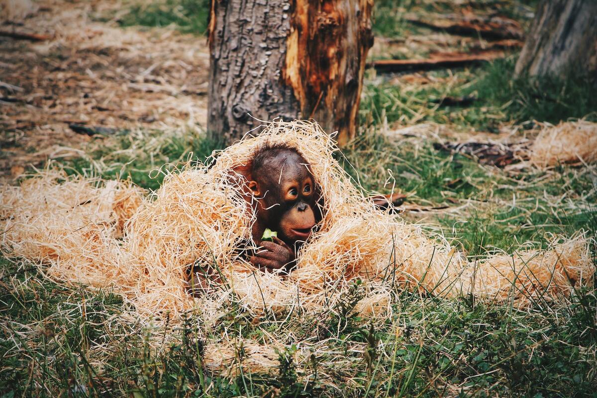 Adoption orang-outan à Bornéo dans mon article Orangs-outans de Bornéo en Malaisie : Ma rencontre avec ces "hommes de la forêt" #orangoutan #singe #primate #borneo #malaisie #asiedusudest #safari