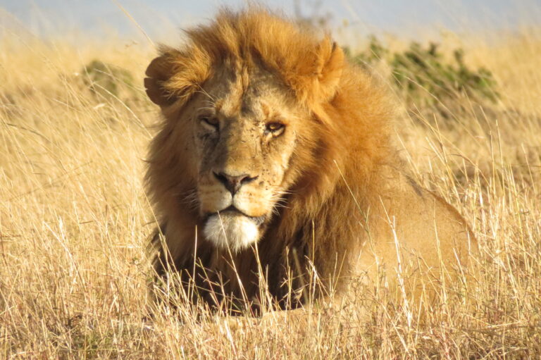 Lion dans un parc national de Tanzanie dans mon article 5 parcs de Tanzanie et réserves où faire un safari animalier #parc #reserve #tanzanie #afrique #safari #animal