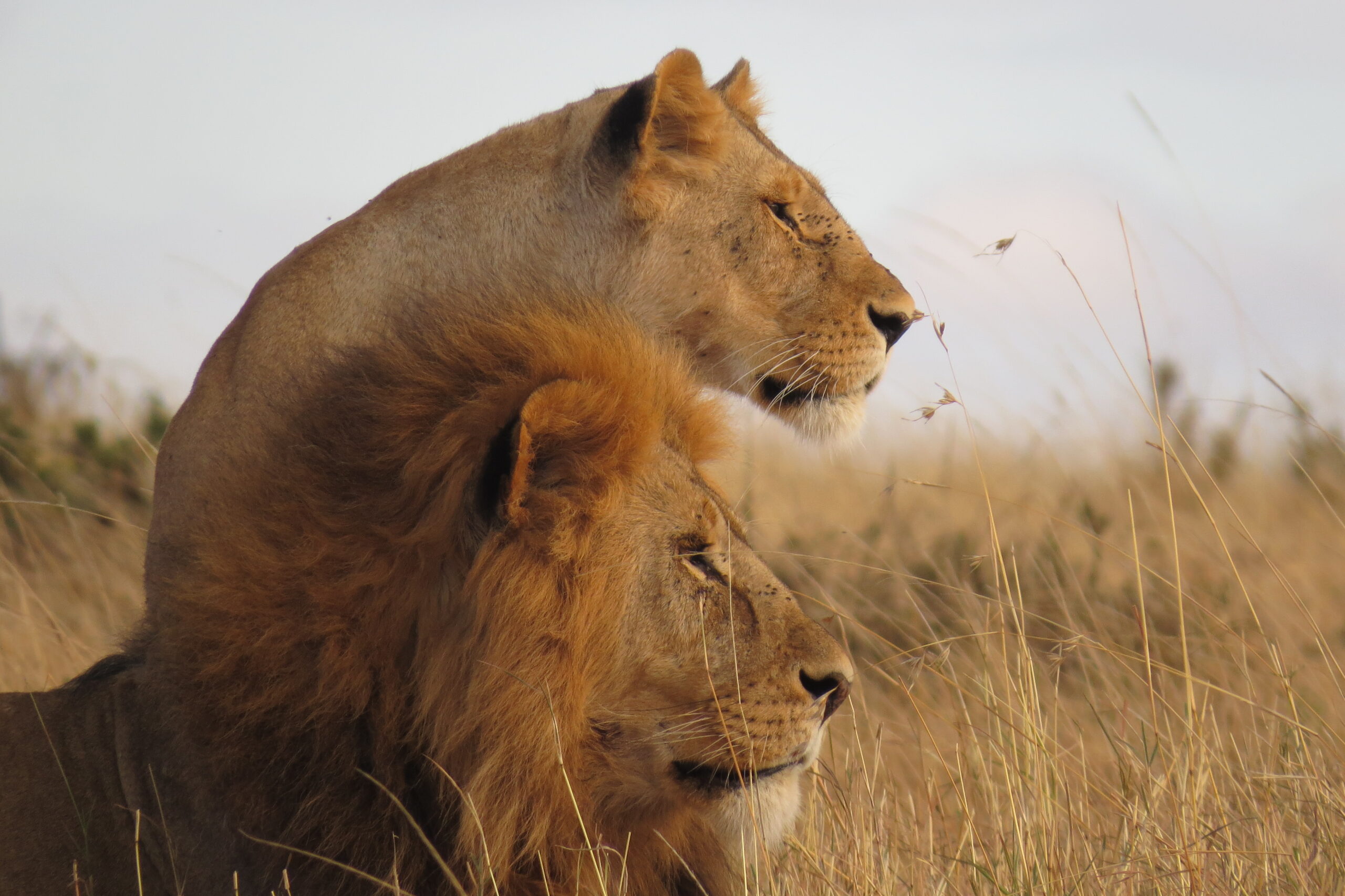 Lions au Parc national de Serengeti en Tanzanie dans mon article 5 parcs de Tanzanie et réserves où faire un safari animalier #parc #reserve #tanzanie #afrique #safari #animal