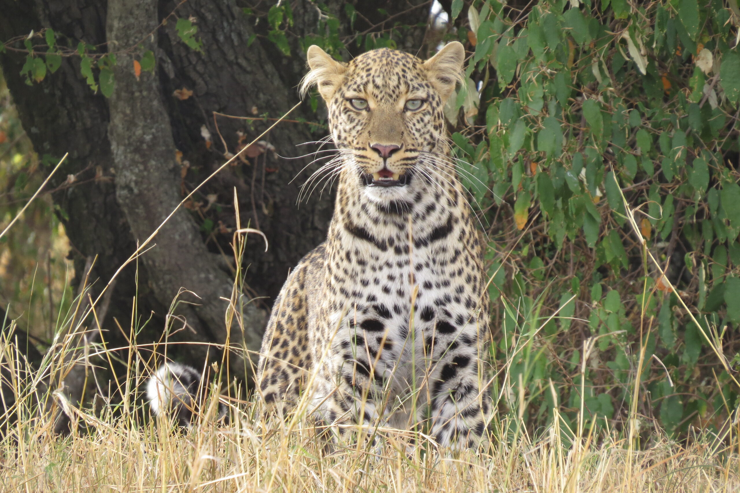 Safari au Parc national Arusha en Tanzanie dans mon article 5 parcs de Tanzanie et réserves où faire un safari animalier #parc #reserve #tanzanie #afrique #safari #animal
