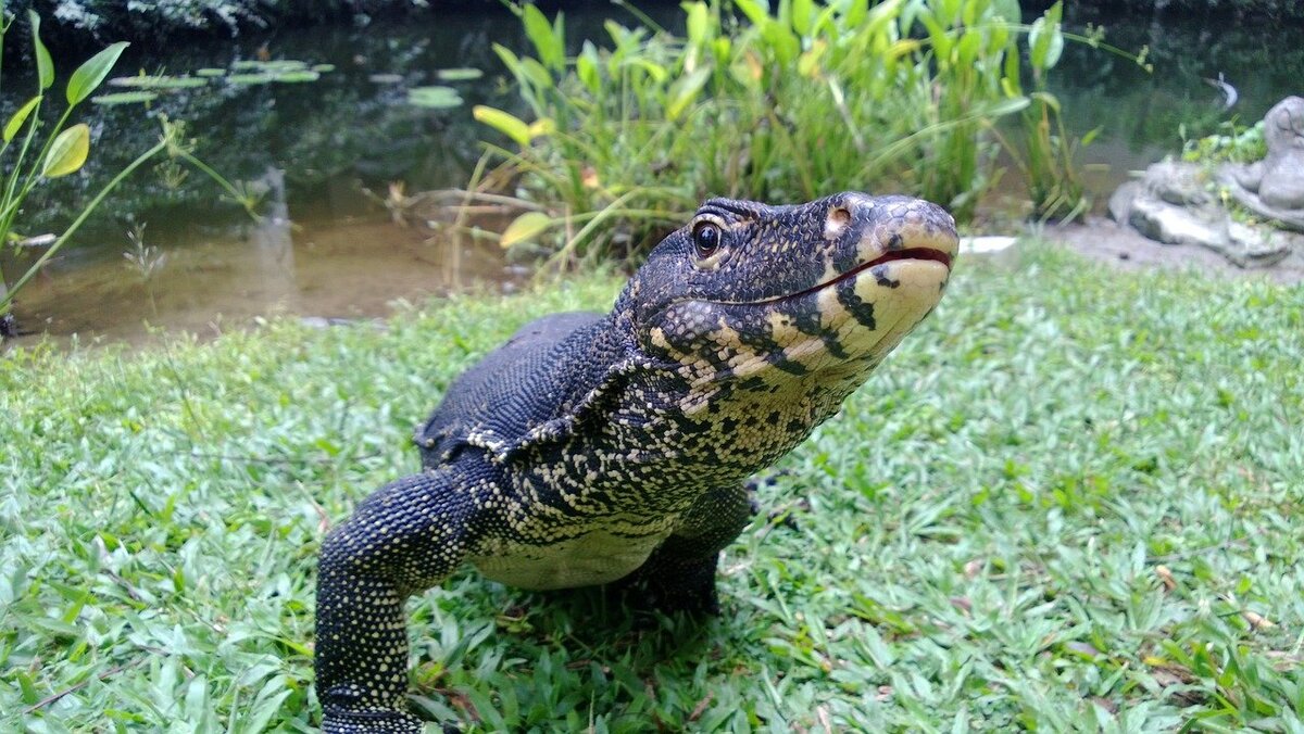 Lézard monitor à Bornéo dans mon article Orangs-outans de Bornéo en Malaisie : Ma rencontre avec ces "hommes de la forêt" #orangoutan #singe #primate #borneo #malaisie #asiedusudest #safari
