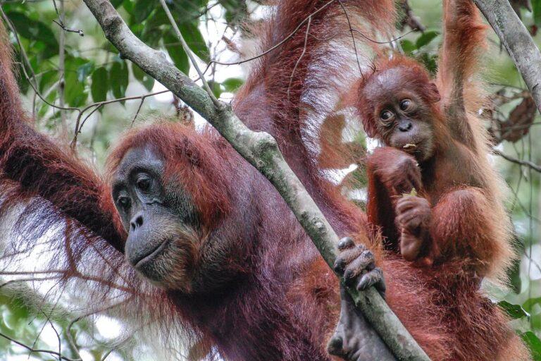 Mère orang-outan et son bébé à Bornéo dans mon article Orangs-outans de Bornéo en Malaisie : Ma rencontre avec ces "hommes de la forêt" #orangoutan #singe #primate #borneo #malaisie #asiedusudest #safari