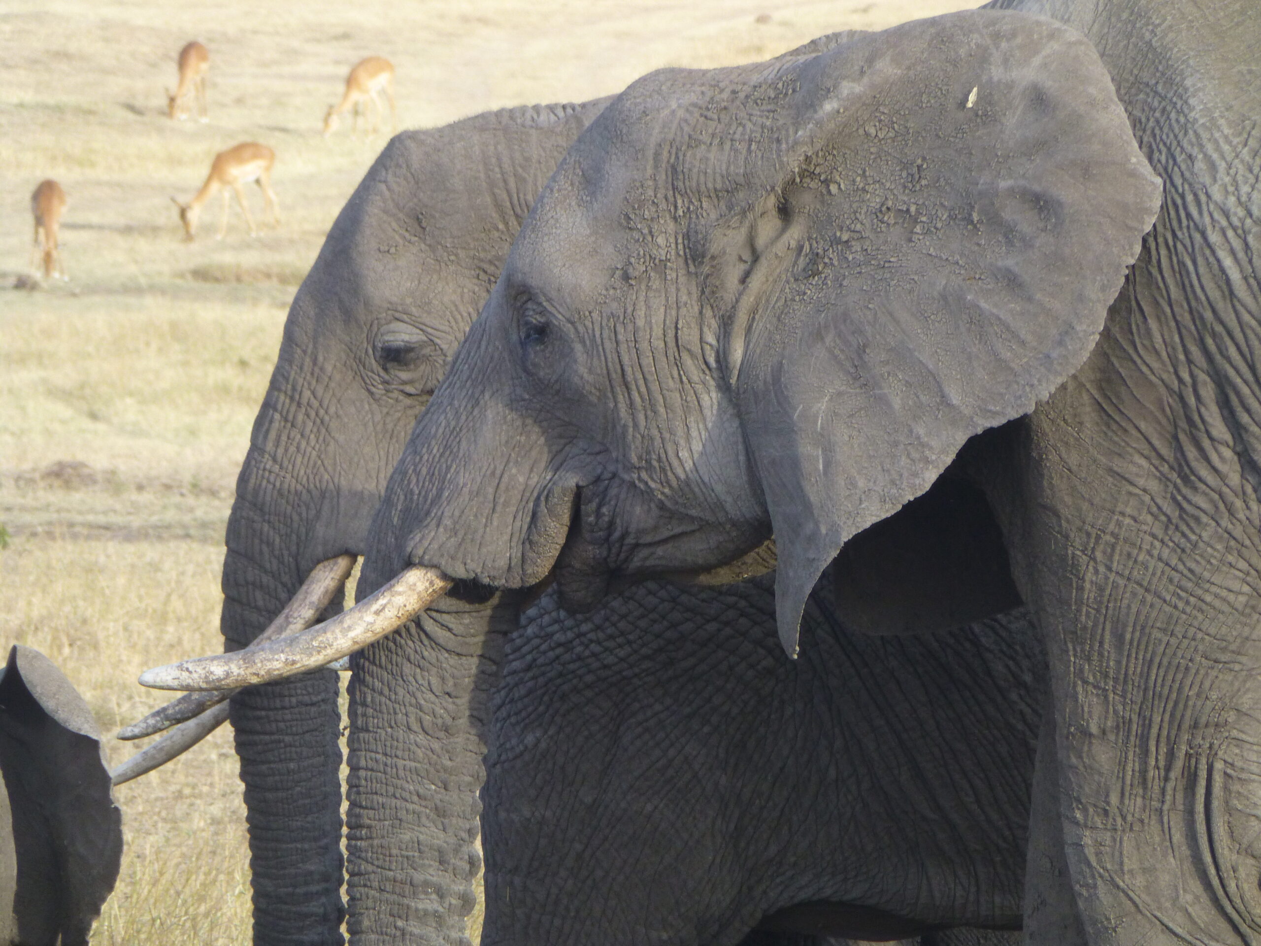 Éléphants du parc national Tarangire en Tanzanie dans mon article 5 parcs de Tanzanie et réserves où faire un safari animalier #parc #reserve #tanzanie #afrique #safari #animal