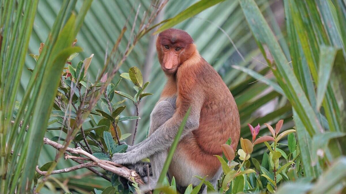 Singe proboscis à Bornéo dans mon article Orangs-outans de Bornéo en Malaisie : Ma rencontre avec ces "hommes de la forêt" #orangoutan #singe #primate #borneo #malaisie #asiedusudest #safari
