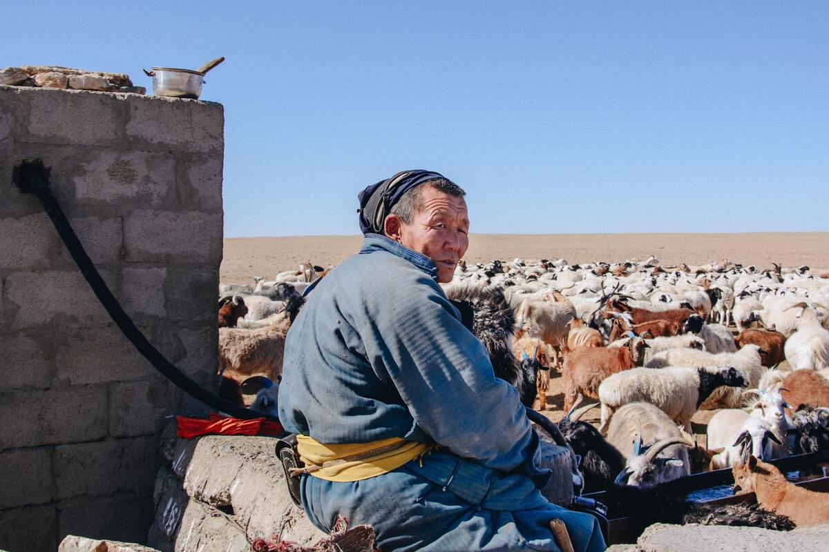Troupeau de bête chez une famille nomade de Mongolie dans mon article Découverte des peuples nomades qui vivent dans les steppes de Mongolie #steppe #mongolie #nomade #asie