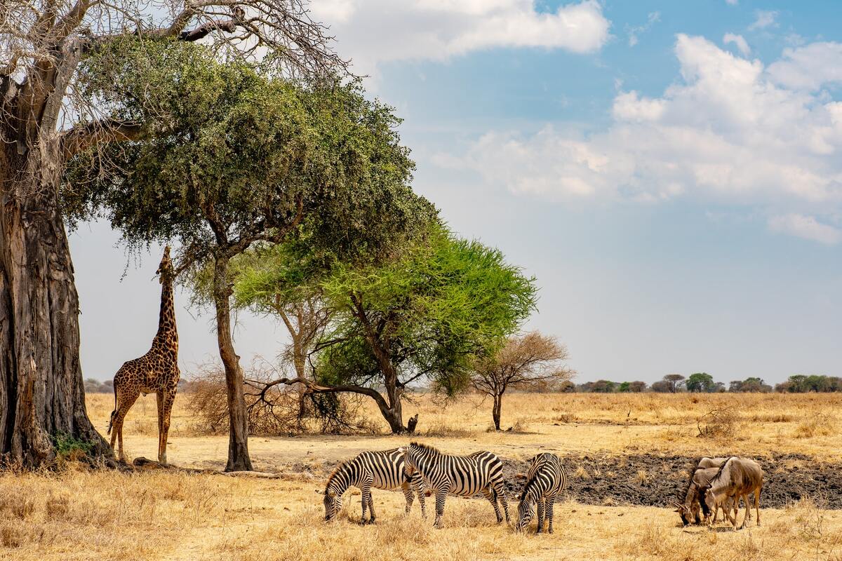 Safari en Tanzanie à l'automne dans mon article Où partir en automne : les meilleures destinations par continent pour voyager en automne #automne #voyage #destination