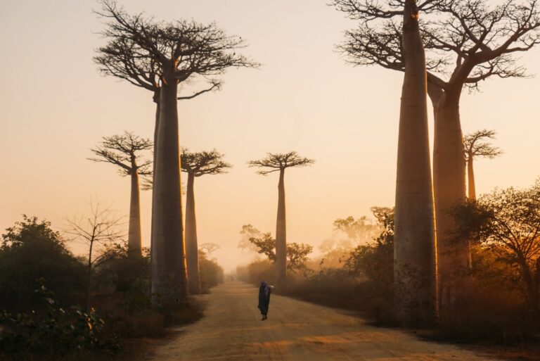 Visiter Madagascar : sur la route des baobabs sur la côte ouest de l'île de Madagascar #madagascar #voyage #afrique #itineraire #ile