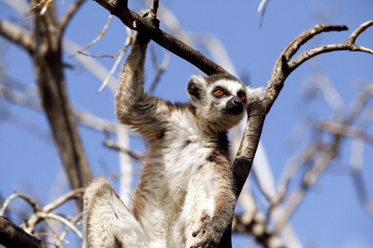 Lémurien parc Ranomafana à Madagascar dans mon article Voyager à Madagascar : mon itinéraire dans le centre et l'est du pays sur la route des lémuriens #madagascar #voyage #afrique #itineraire