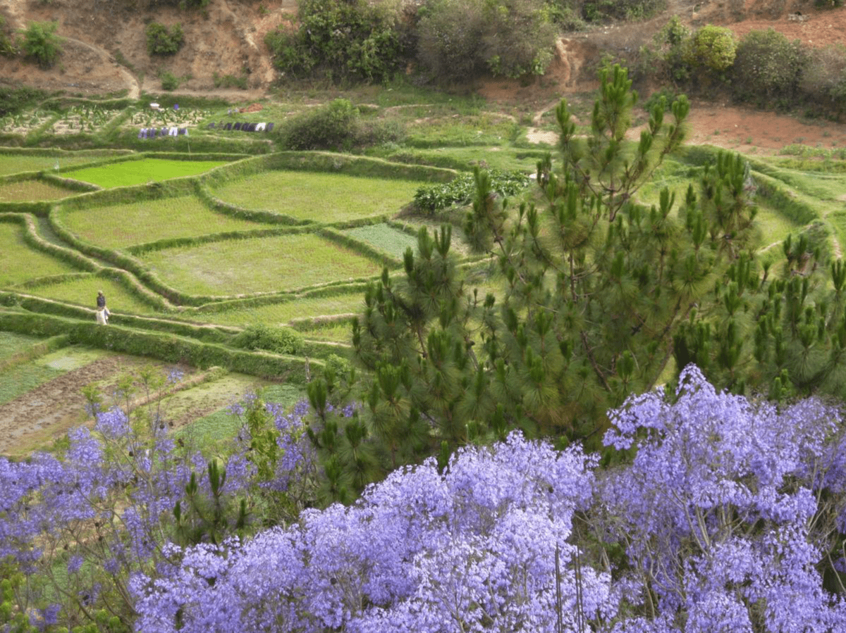 Voyager à Madagascar dans le centre du pays dans mon article Voyager à Madagascar : mon itinéraire dans le centre et l'est du pays sur la route des lémuriens #madagascar #voyage #afrique #itineraire