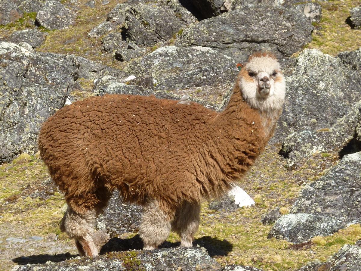 Voyage dans les montagnes de la Bolivie dans mon article Mon voyage dans les montagnes de Bolivie : la majesté des Andes #andes #montagnes #bolivie