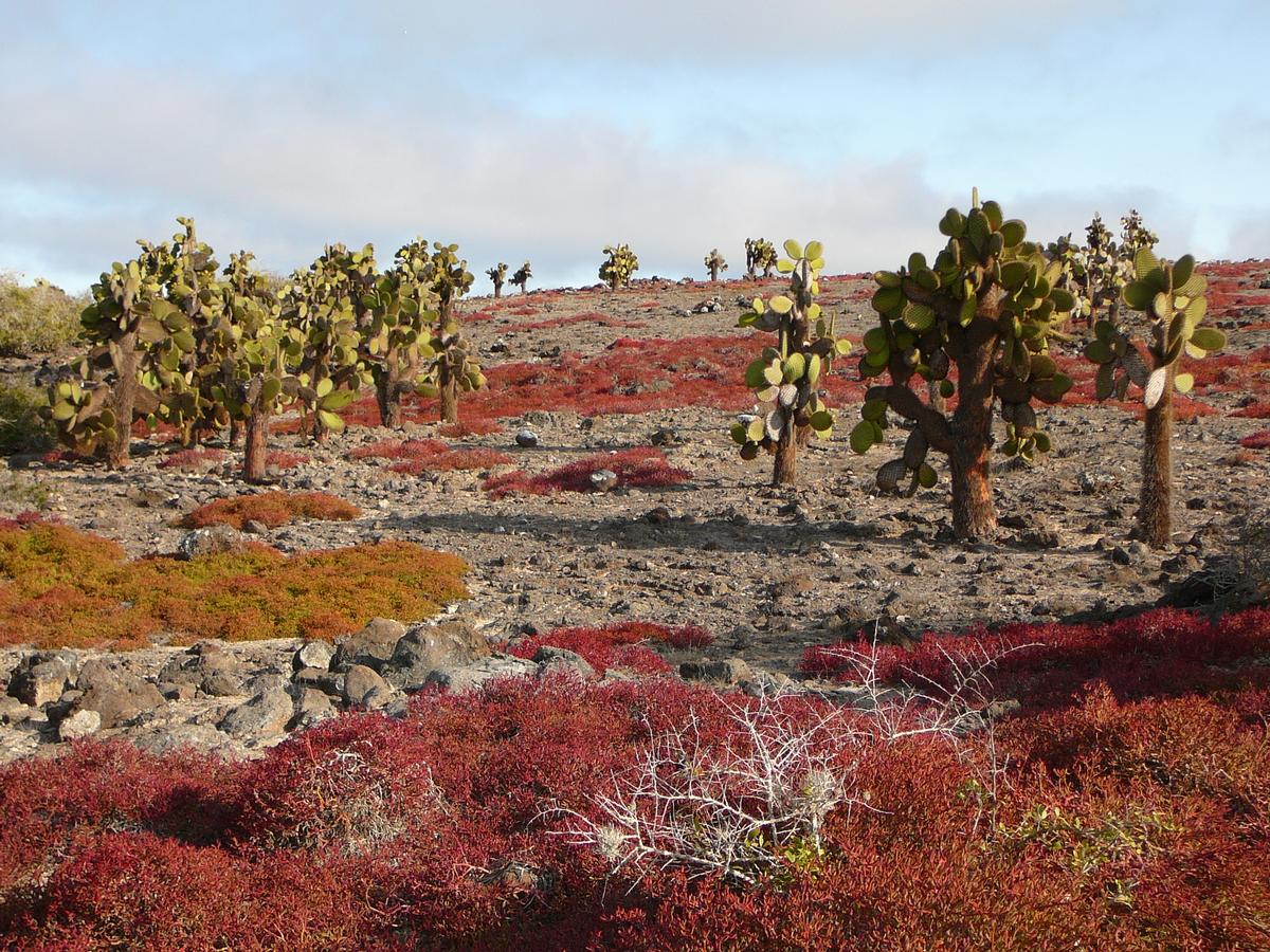Galapagos, îles volcaniques en Équateur dans mon article Voyage aux îles Galápagos : faire une croisière unique aux Galápagos en Équateur #equateur #galapagos #croisiere #voyage
