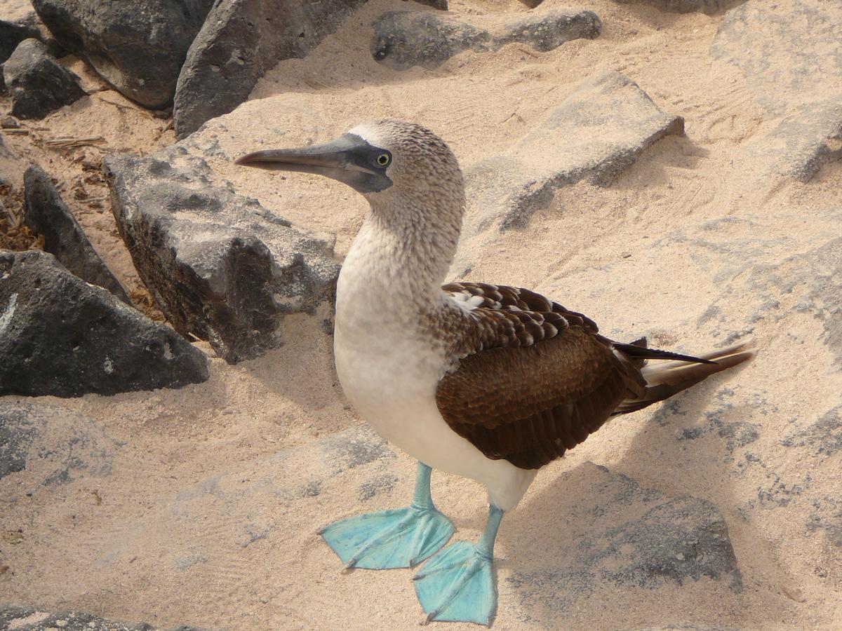 Les fous à pieds bleus des Galapagos en Équateur dans mon article Voyage aux îles Galápagos : faire une croisière unique aux Galápagos en Équateur #equateur #galapagos #croisiere #voyage