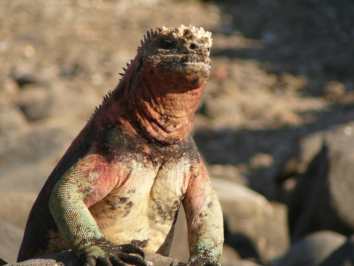 Lézard, animaux des Galapagos en Équateur dans mon article Voyage aux îles Galápagos : faire une croisière unique aux Galápagos en Équateur #equateur #galapagos #croisiere #voyage
