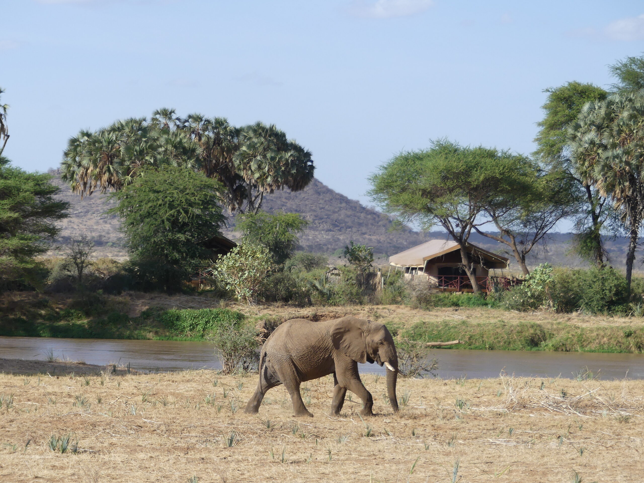 Voir un éléphant dans un sanctuaire d'Afrique dans mon article L'alternative à la balade à dos d'éléphant : comment rencontrer un éléphant autrement #elephant #tourismedurable