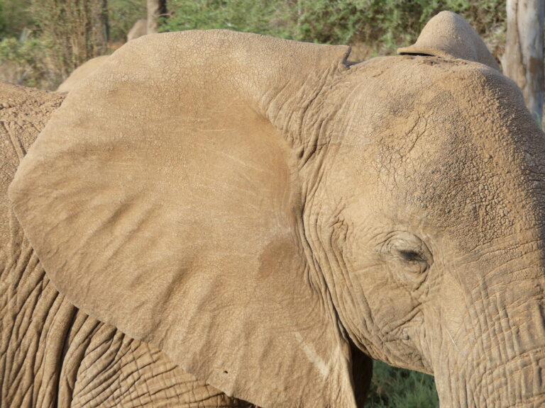 Éviter de faire une balade à dos d'éléphant dans mon article L'alternative à la balade à dos d'éléphant : comment rencontrer un éléphant autrement #elephant #tourismedurable
