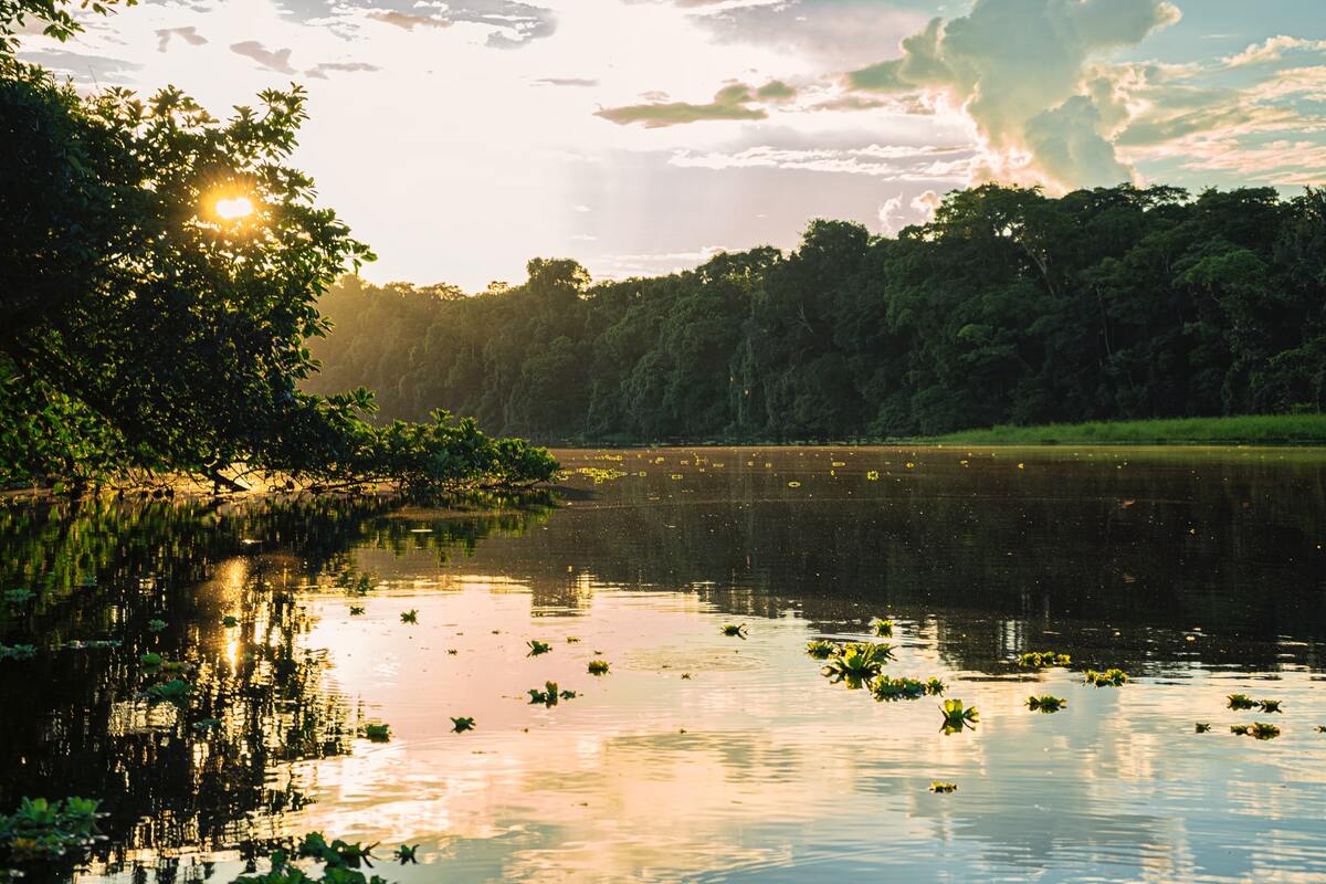 Voyager dans la jungle en Équateur pour les amoureux de la nature dans mon article Où aller en 2017 : 9 destinations en vogue pour voyager en 2017 #2017 #voyage #destination