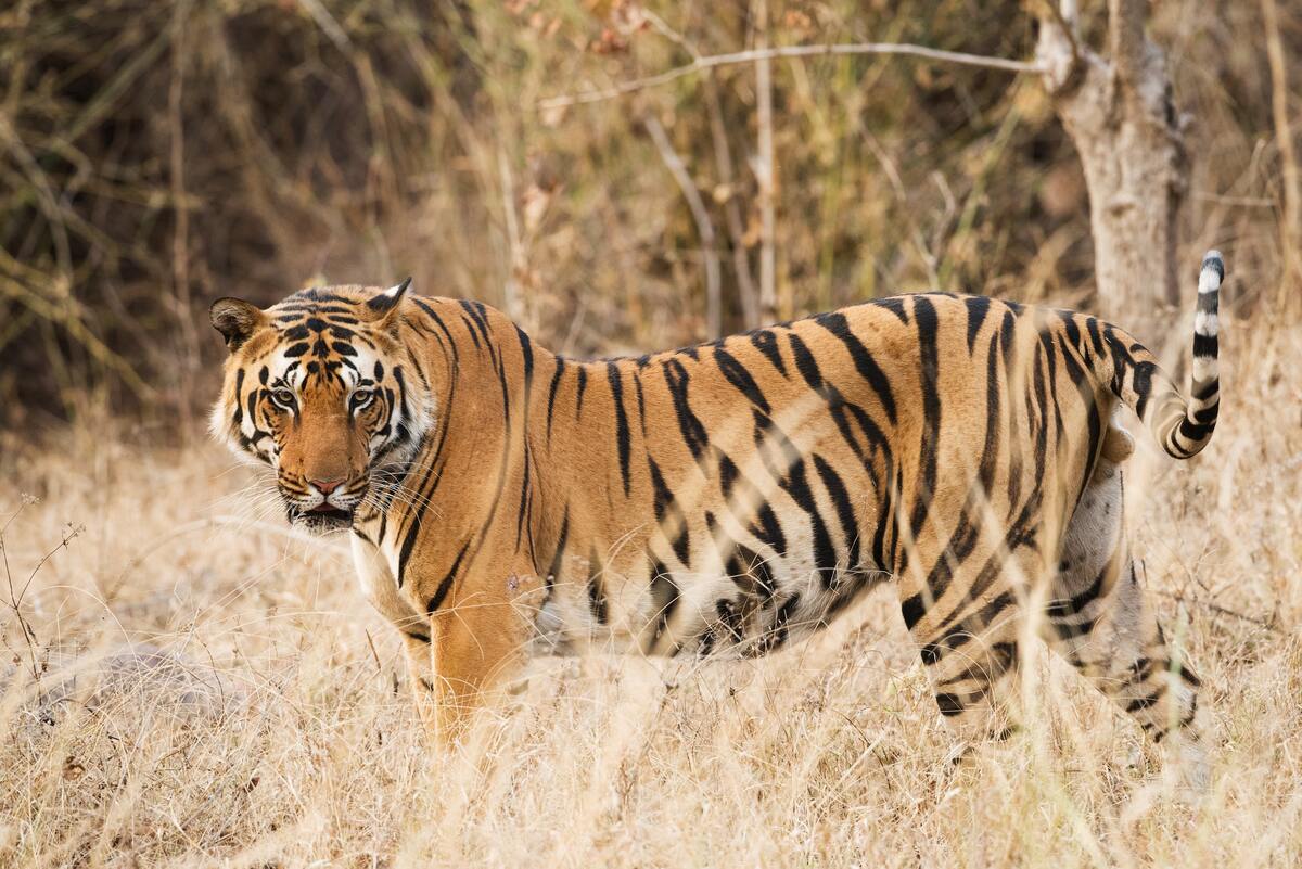 Les parcs nationaux en Inde pour faire un safari animalier en 2017 dans mon article Où aller en 2017 : 9 destinations en vogue pour voyager en 2017 #2017 #voyage #destination
