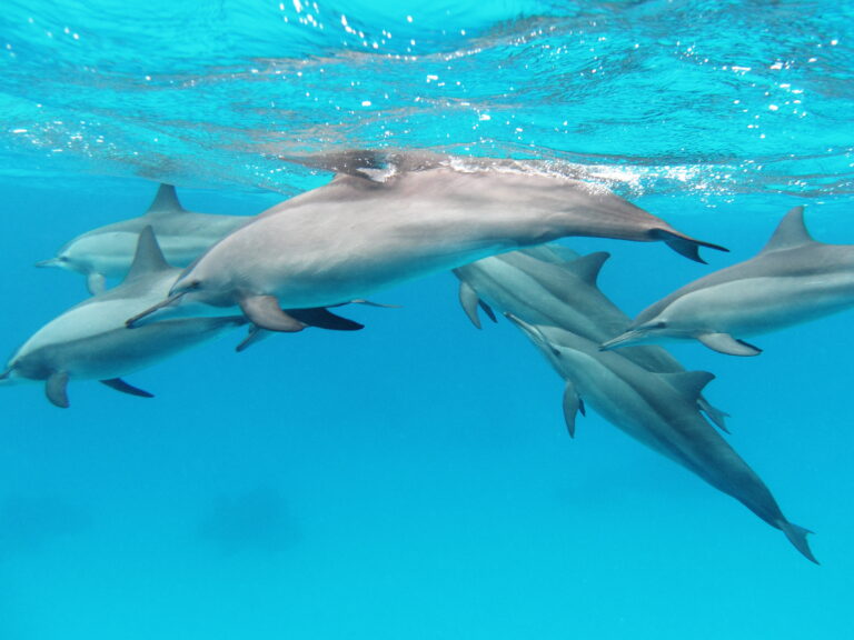 Nager avec les dauphins en voyage, oui ou non dans mon article Nager avec les dauphins : devrait-on nager avec les dauphins en voyage? #dauphin #voyage
