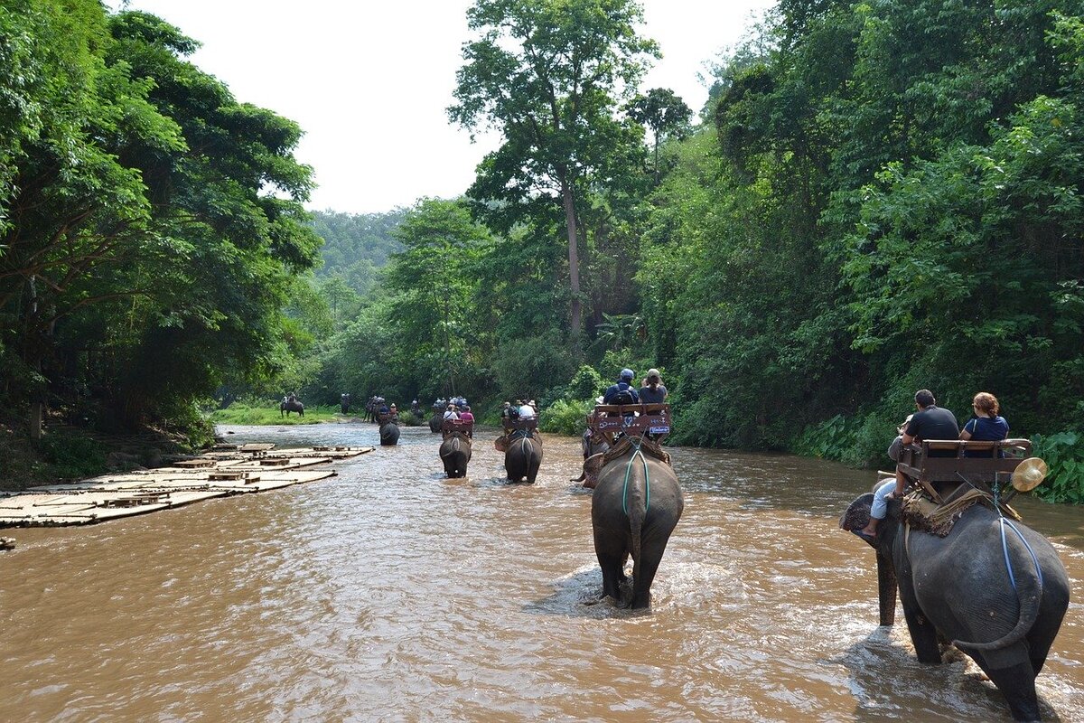 Balade à dos d'éléphant, une pratique non responsable dans mon article L'alternative à la balade à dos d'éléphant : comment rencontrer un éléphant autrement #elephant #tourismedurable