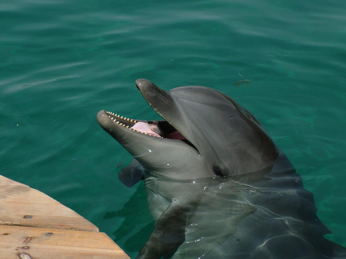Les dauphins en captivité sont là pour répondre à une demande des voyageurs dans mon article Nager avec les dauphins : devrait-on nager avec les dauphins en voyage? #dauphin #voyage