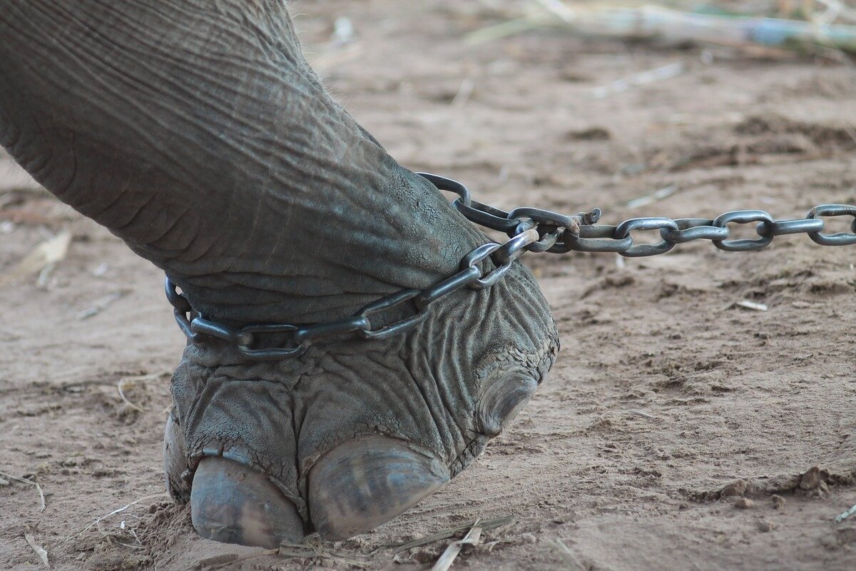 L'entraînement de l'éléphant est cruel dans mon article L'alternative à la balade à dos d'éléphant : comment rencontrer un éléphant autrement #elephant #tourismedurable