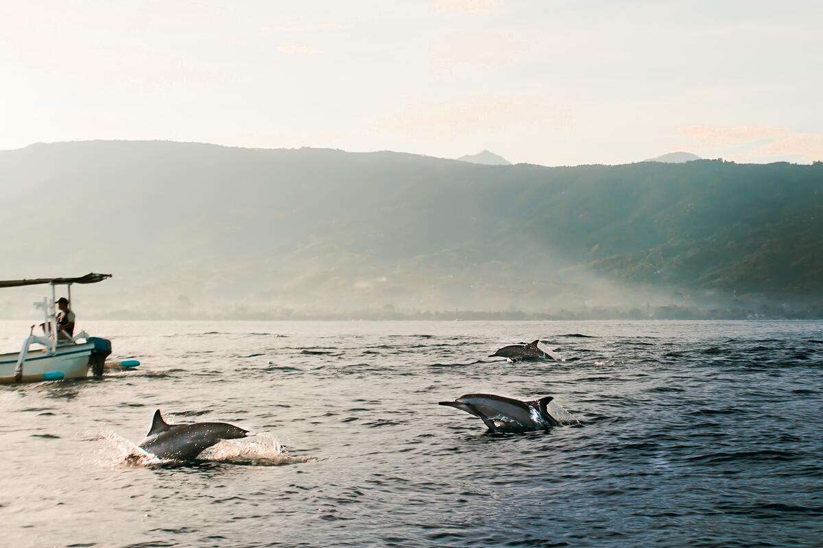 Les revers de nager avec les dauphins sauvages lors d'excursion en bateau dans mon article Nager avec les dauphins : devrait-on nager avec les dauphins en voyage? #dauphin #voyage
