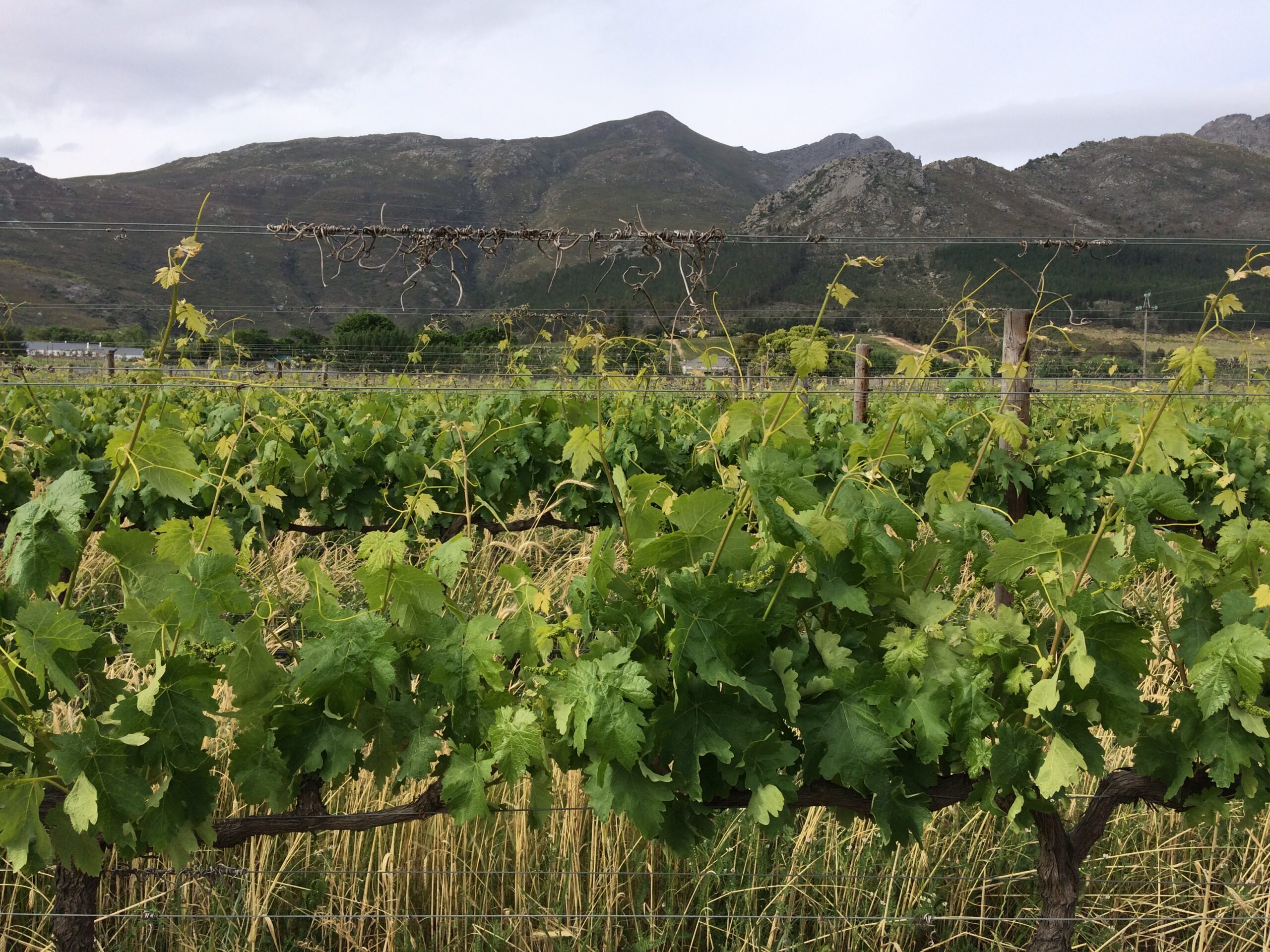 Visiter un vignoble près de Le Cap en Afrique du Sud dans mon article Visiter l'Afrique du Sud : Un circuit à Le Cap, dans les vignobles et en safari photos #afriquedusud #voyage