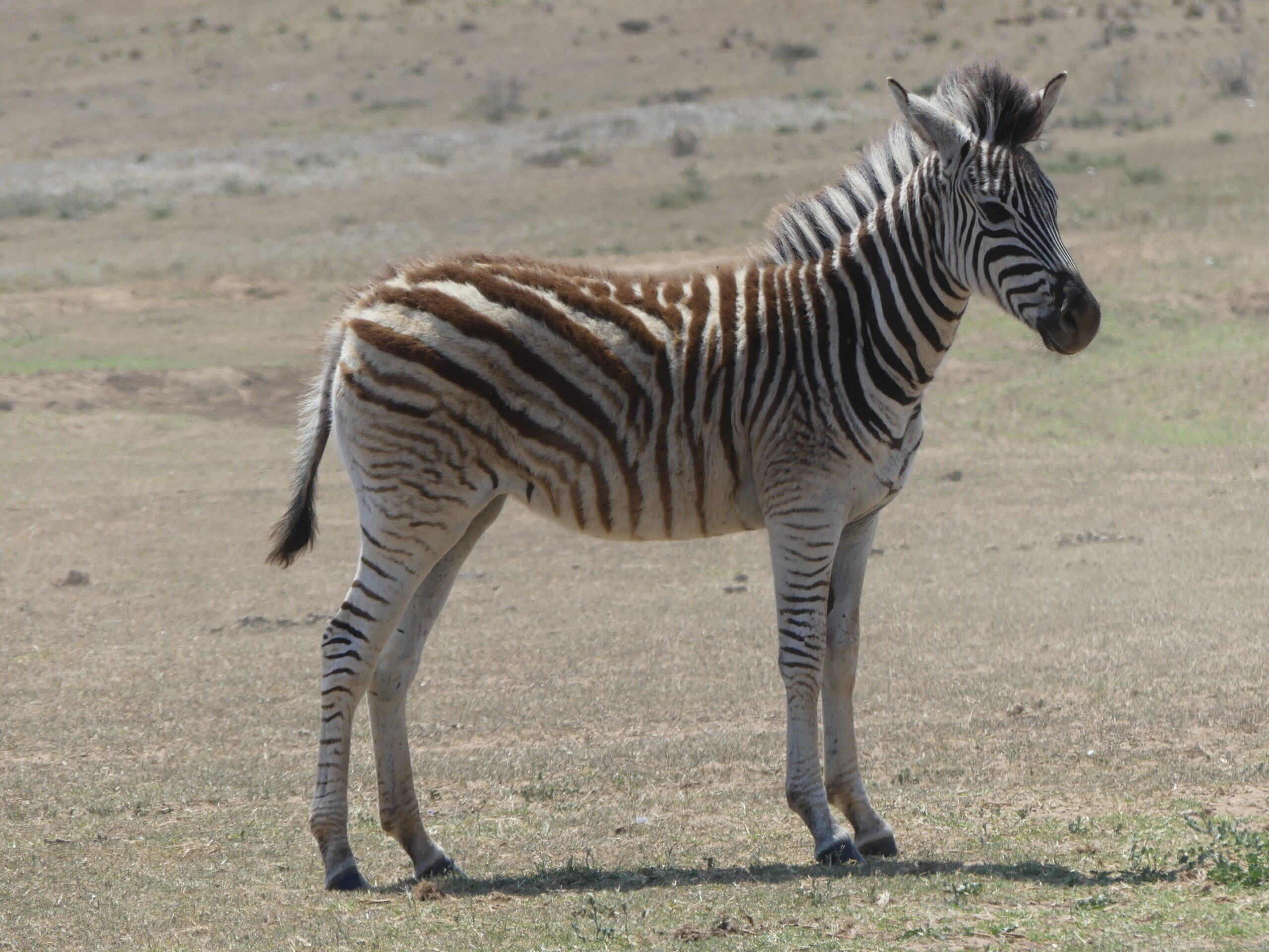 Faire un safari dans une réserve privée en Afrique du Sud dans mon article Visiter l'Afrique du Sud : Un circuit à Le Cap, dans les vignobles et en safari photos #afriquedusud #voyage #circuit