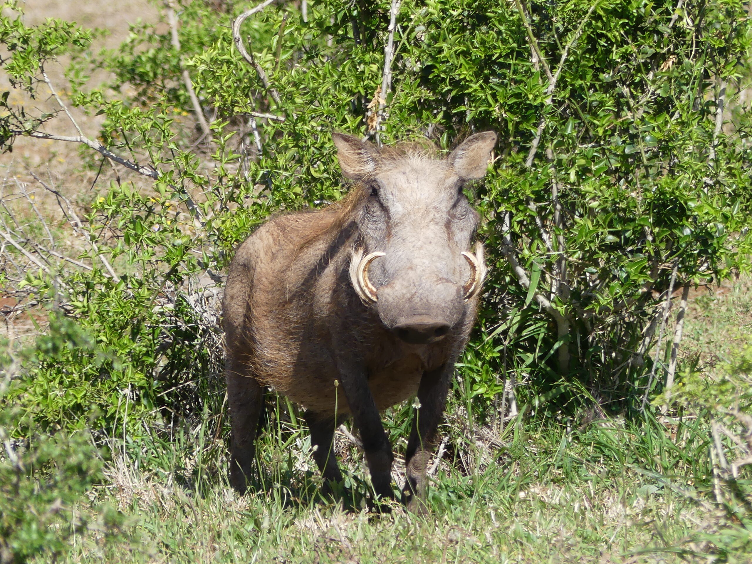 Faire un safari est un incontournable d'un voyage en Afrique du Sud dans mon article Visiter l'Afrique du Sud : Un circuit à Le Cap, dans les vignobles et en safari photos #afriquedusud #voyage #circuit