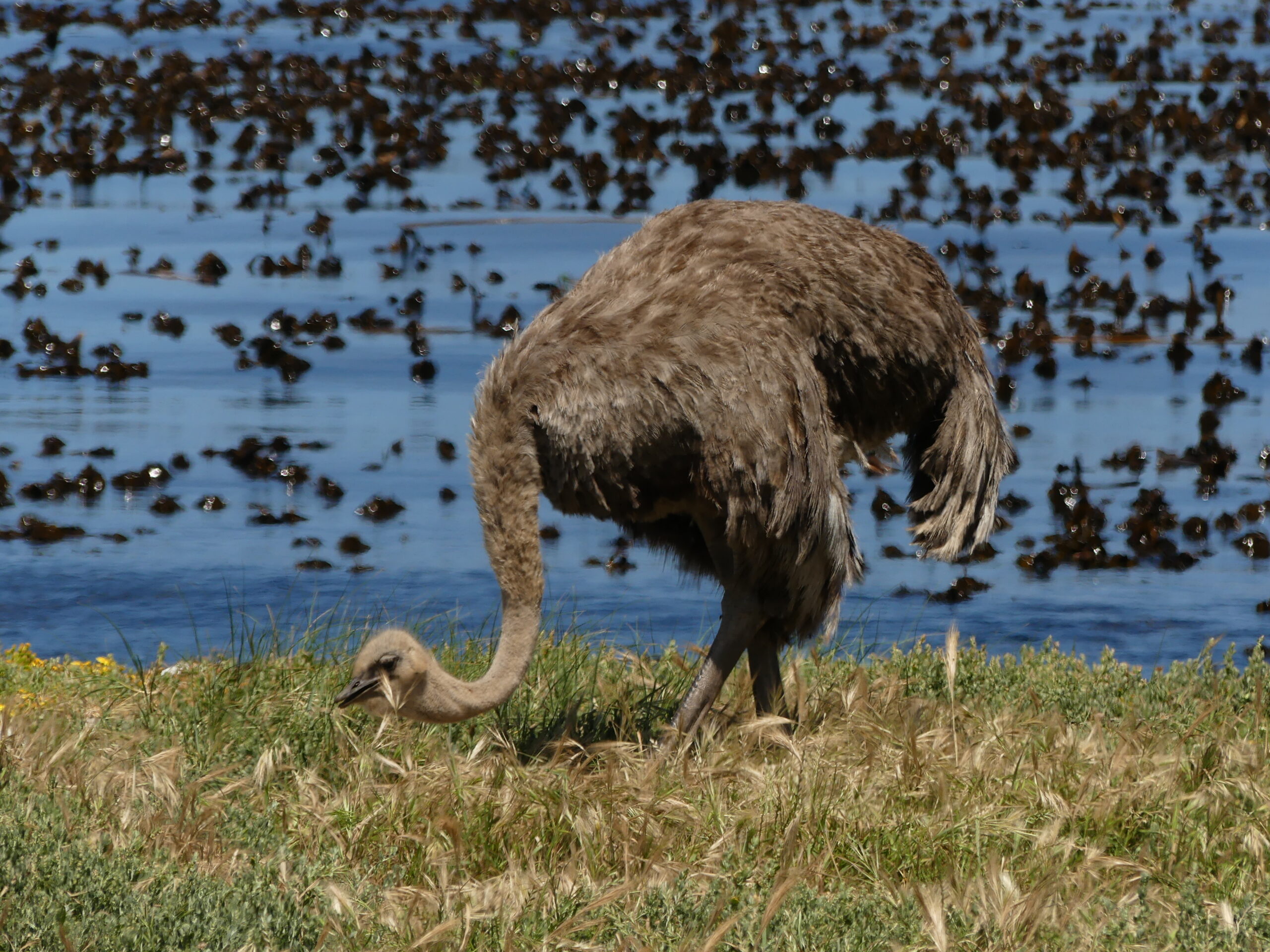 Ferme d'autruches à Oudtshoorn en Afrique du Sud dans notre article Autotour en Afrique du Sud : itinéraire sur la Route des Jardins en Afrique du Sud #autotour #afriquedusud #routedesjardins #itineraire #voyage