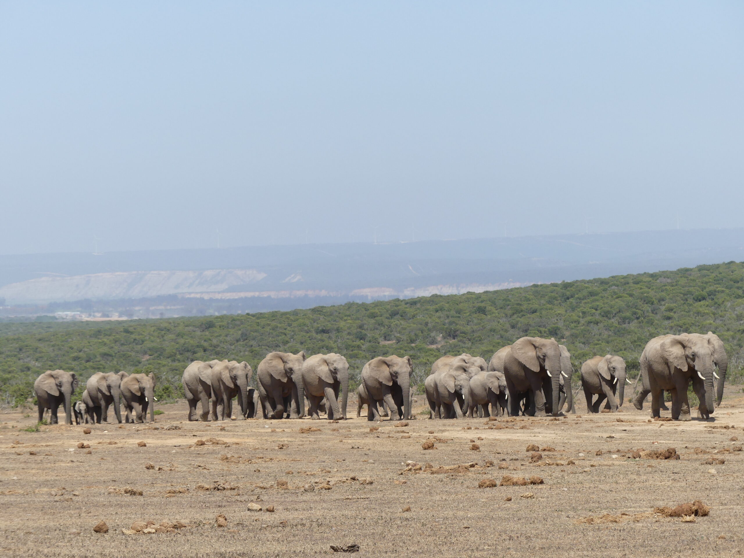 Troupeau d'éléphants du Parc national d'éléphants Addo en Afrique du Sud dans notre article Autotour en Afrique du Sud : itinéraire sur la Route des Jardins en Afrique du Sud #autotour #afriquedusud #routedesjardins #itineraire #voyage