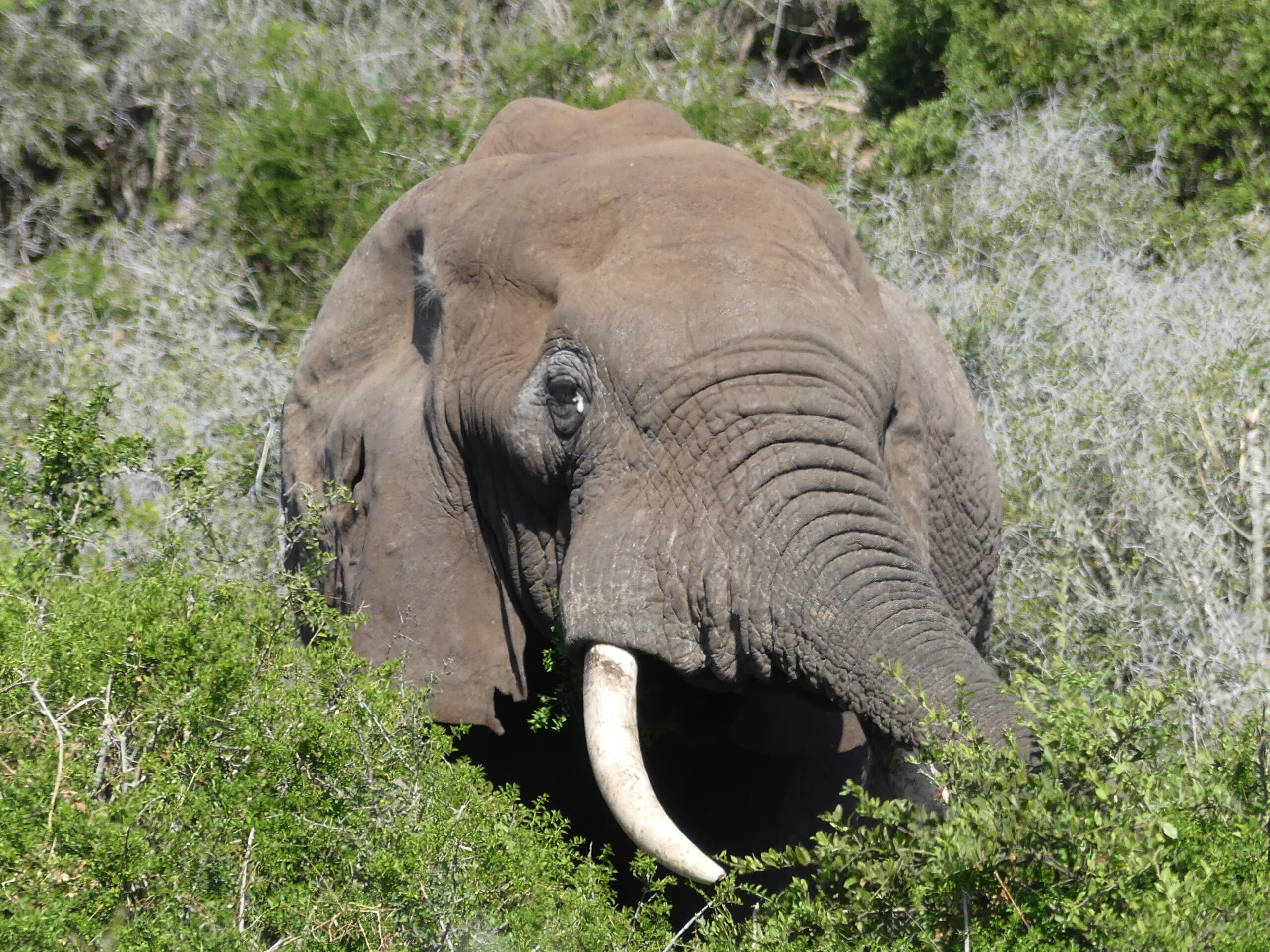 Autotour en Afrique du Sud au Parc national d'éléphants Addo dans notre article Autotour en Afrique du Sud : itinéraire sur la Route des Jardins en Afrique du Sud #autotour #afriquedusud #routedesjardins #itineraire #voyage