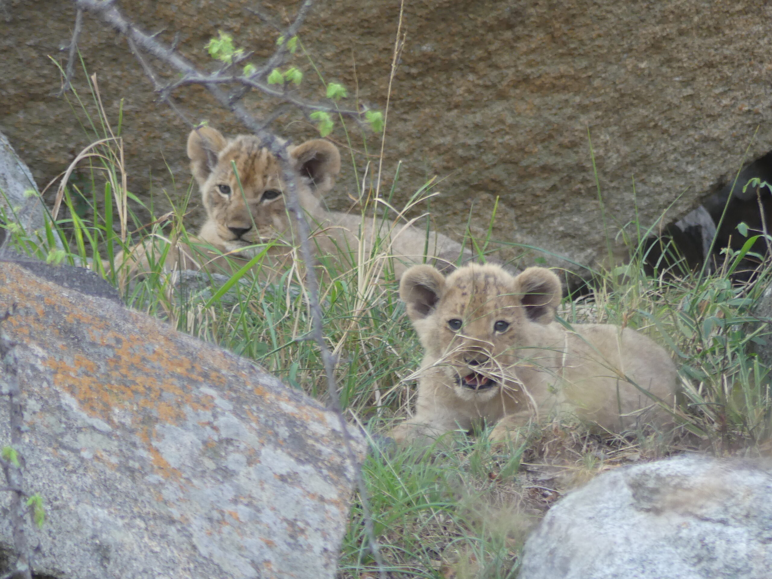 Faire un safari en Afrique du Sud dans mon article Visiter l'Afrique du Sud : Un circuit à Le Cap, dans les vignobles et en safari photos #afriquedusud #voyage #circuit