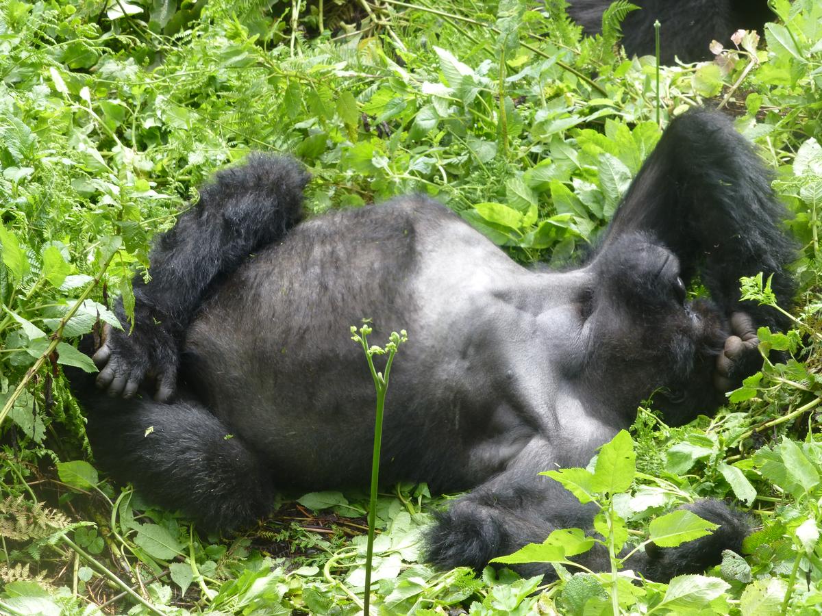 Observation d'un membre de la famille de Titus, gorilles au Rwanda dans mon article Les gorilles des montagnes au Rwanda : les observer, le rêve d’une vie #gorille #gorilledesmontagnes #rwanda #afrique