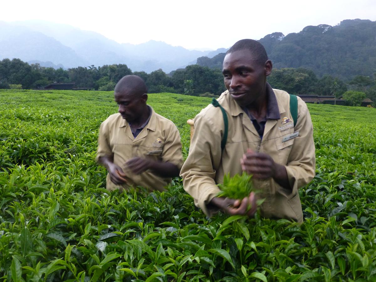 Cueillette du thé dans une plantation du Rwanda dans mon article Les gorilles des montagnes au Rwanda : les observer, le rêve d’une vie #gorille #gorilledesmontagnes #rwanda #afrique