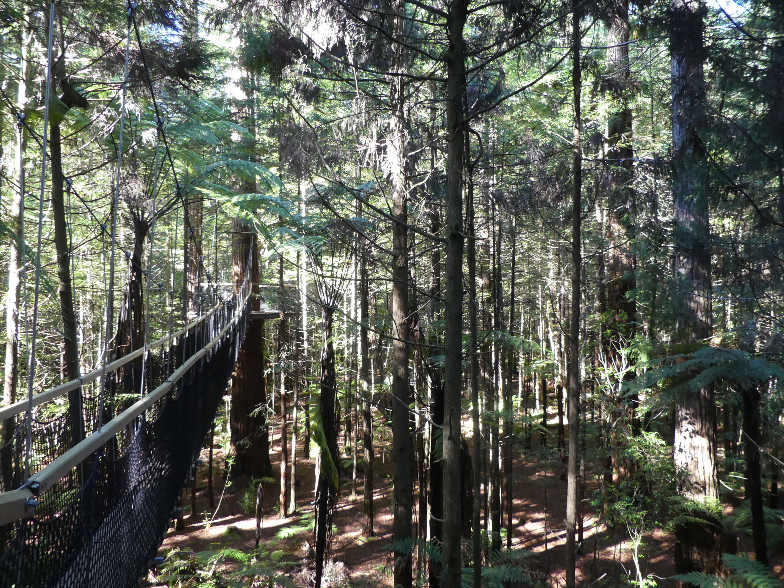 Tree Walk dans la forêt de Redwoods sur l'île du Nord en Nouvelle-Zélande dans mon article L'Île du Nord en Nouvelle-Zélande : Mes activités coups de coeur testées et approuvées #iledunord #nouvellezelande #voyage #oceanie