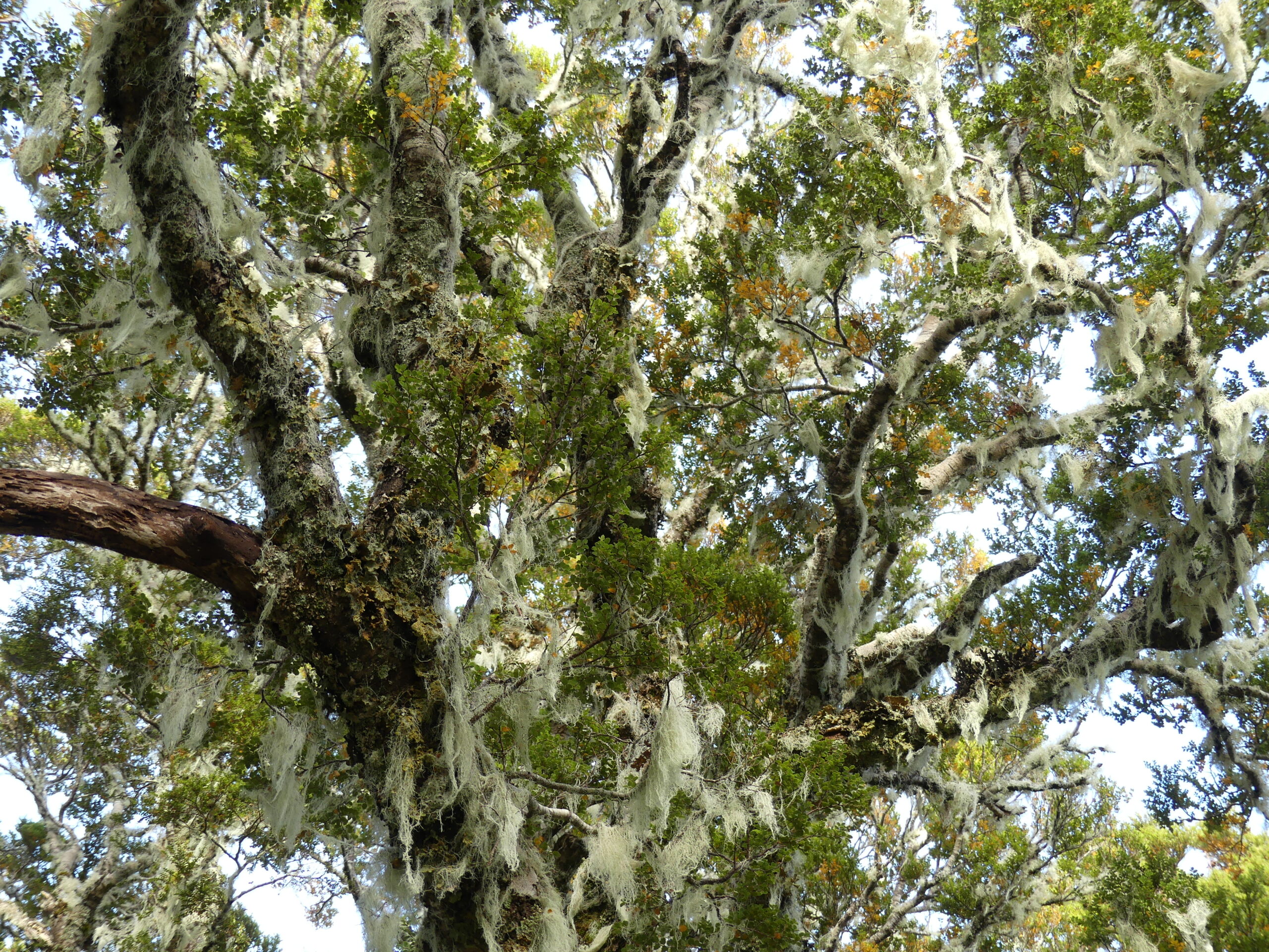 Généreuse végétation du Parc national de Fiordland dans mon article L'Île du Sud en Nouvelle-Zélande : Mes activités coups de coeur à mettre à votre itinéraire #iledusud #nouvellezelande #oceanie #voyage